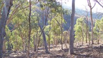 Incendies en Australie : les eucalyptus seraient-ils responsables des feux de forêts ?