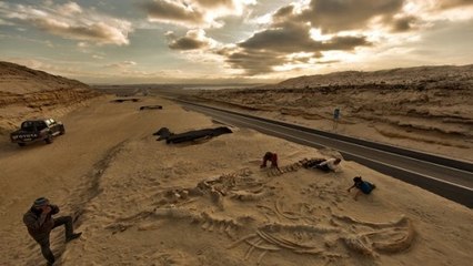 Un cimetière de baleines préhistoriques retrouvé dans le désert d’Atacama