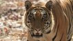 Planète tigre : "la carcasse d'un tigre sauvage se vend jusqu'à 150 000 euros"