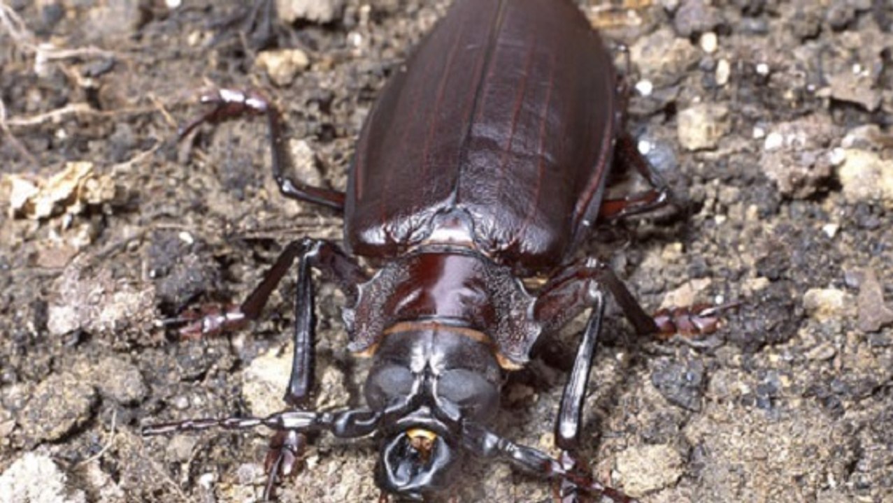 Titan giganteus, l'un des plus gros insectes du monde - Vidéo Dailymotion