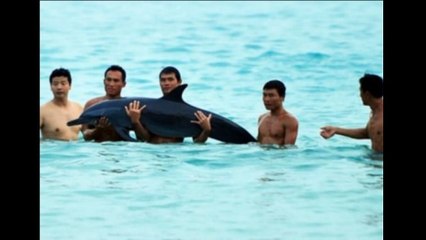 Scandale en Chine : des touristes se prennent en photo avec un dauphin blessé