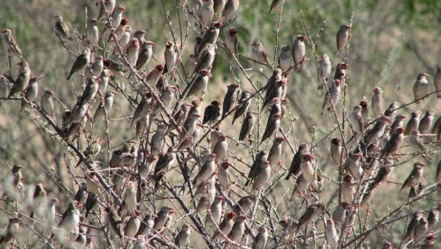 L'Ouganda tue 1,8 million d’oiseaux pour protéger ses rizières