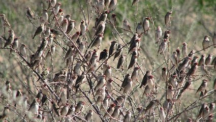 L'Ouganda tue 1,8 million d’oiseaux pour protéger ses rizières