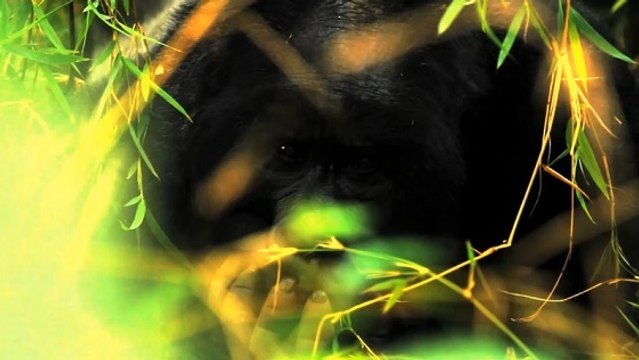 Le parc national des Virunga menacé par l'exploitation pétrolière au Congo