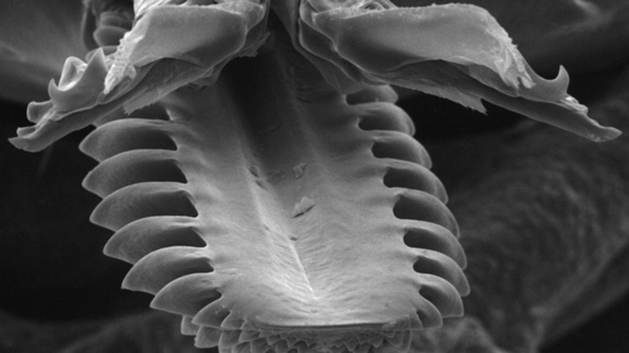 Morsure de tique : comment la tique prélève le sang de son hôte