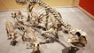 Psittacosaurus : un apprentissage de la marche semblable à celui de l'Homme
