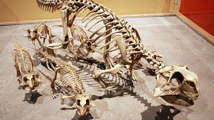 Psittacosaurus : un apprentissage de la marche semblable à celui de l'Homme