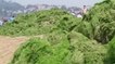 Algue verte : la Chine une nouvelle fois victime de la marée verte