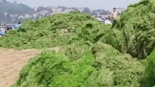 Algue verte : la Chine une nouvelle fois victime de la marée verte