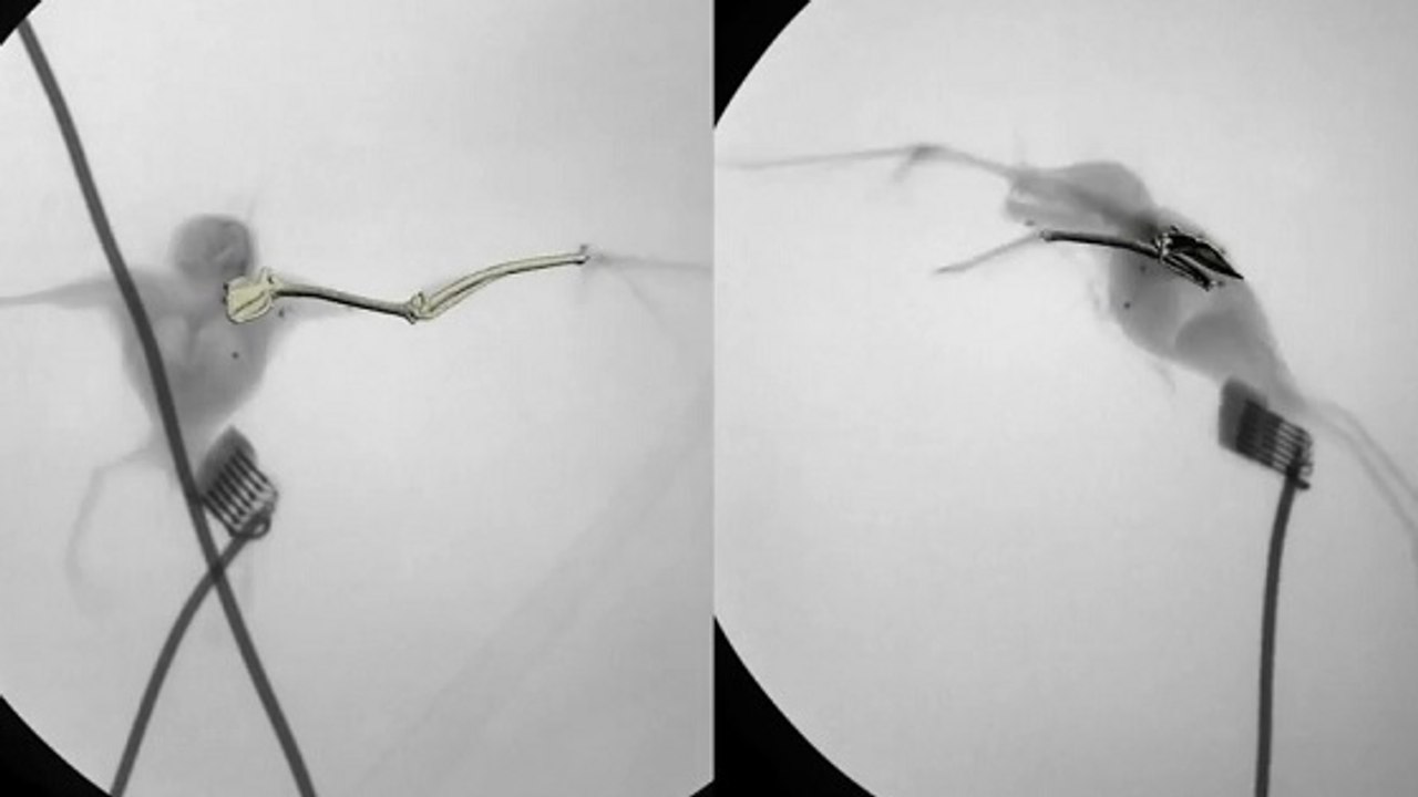 Les muscles de la chauve-souris, un modèle énergétique pour de futurs robots ?