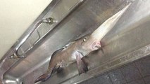 Un étrange poisson des abysses capturé dans les eaux glaciales du Canada