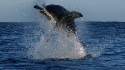Une attaque de grand requin blanc filmée depuis le ciel