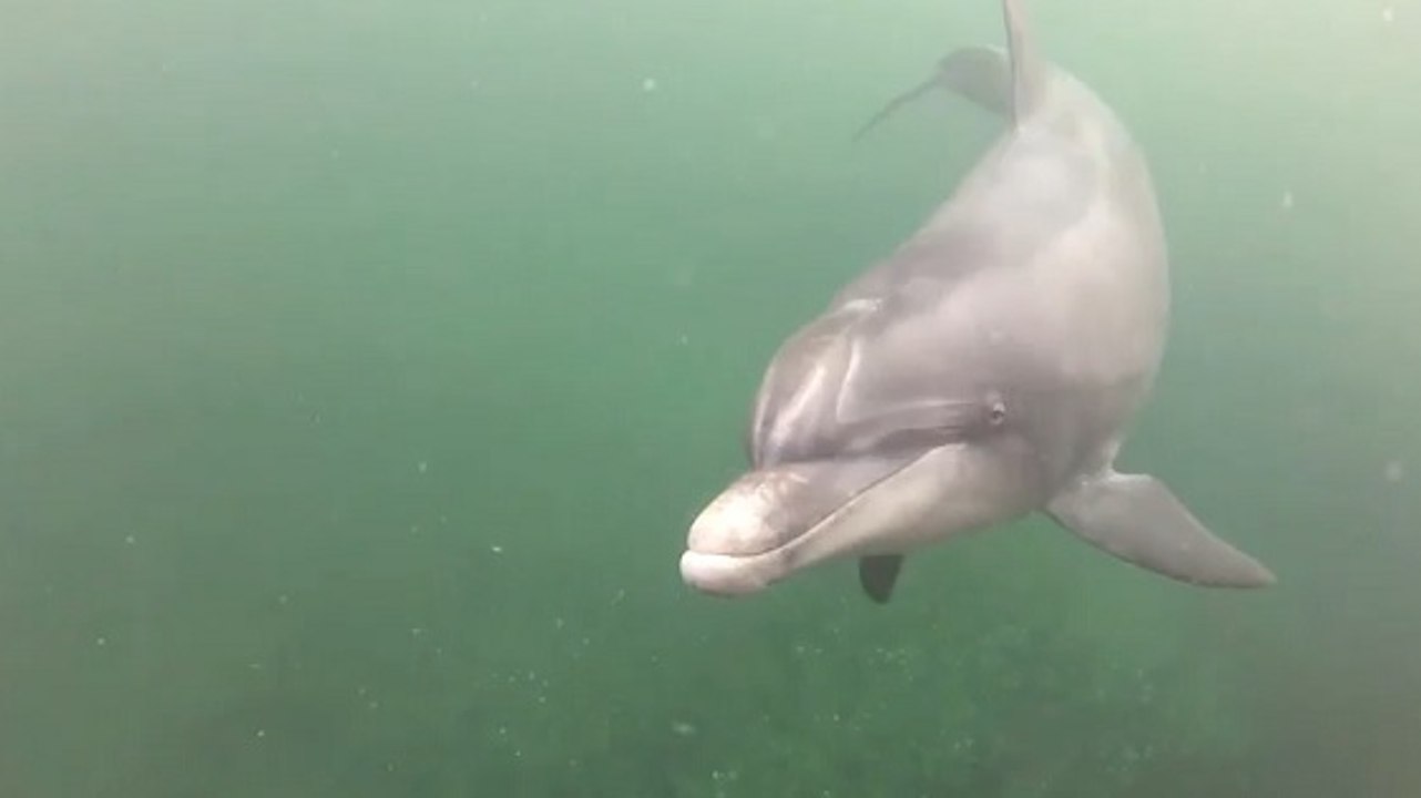 Dusty, le dauphin à gros nez qui attaque les baigneurs irlandais