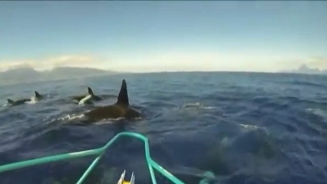 Des orques ont escorté un bateau de pêche en Polynésie