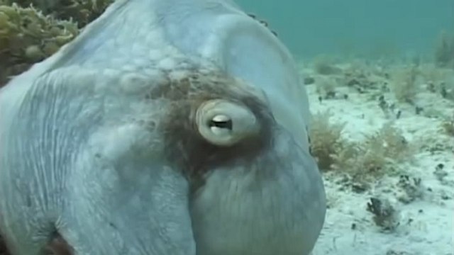 Une extraordinaire pieuvre experte dans l'art du camouflage