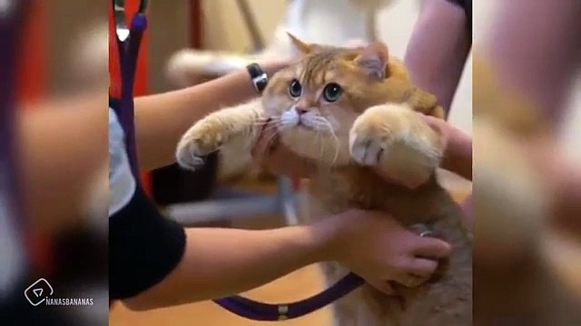 Kucing lucu yang akan bikin kalian ngakak guling-guling | Kucing dan Anjing | kucing lucu imut