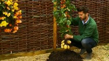 TomTato, la plante hybride qui produit des tomates et des pommes de terre