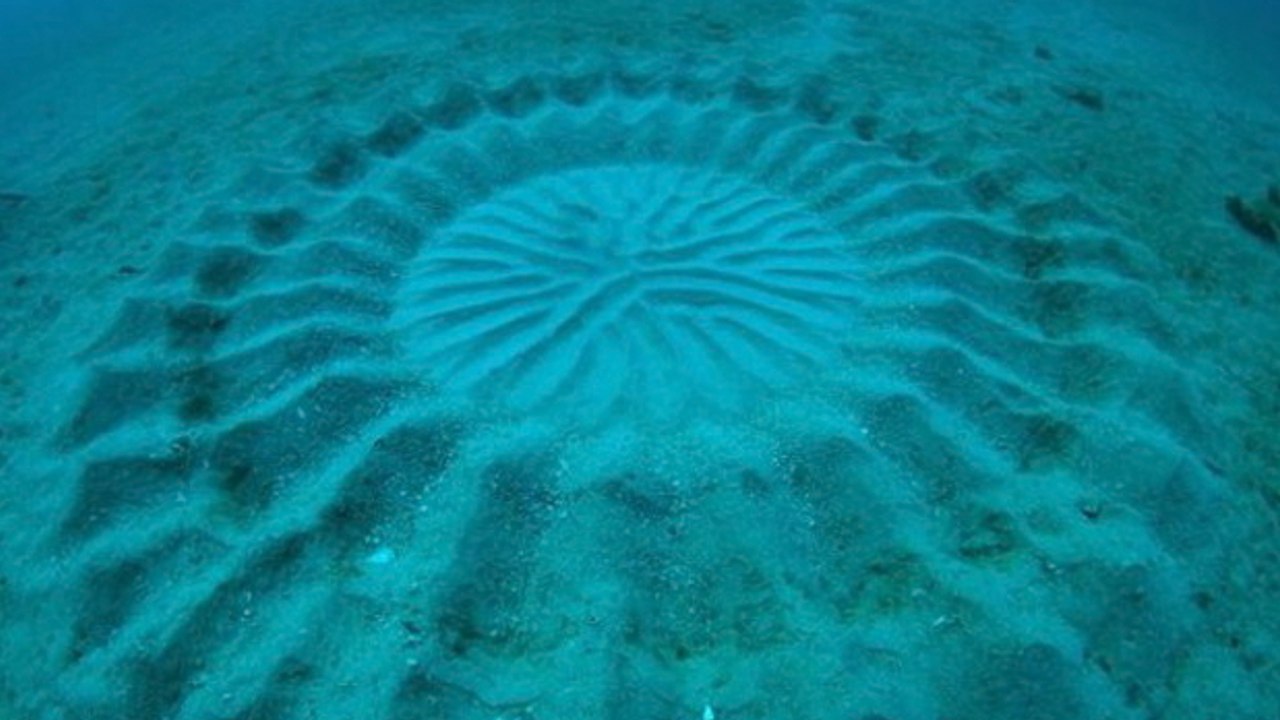 Quand les poissons-globes fabriquent des 'crop circles' sous-marins