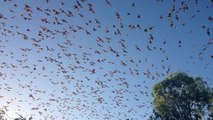 Des milliers de chauves-souris envahissent une ville australienne