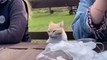 KUCING LUCU MEONG MEONG | FUNNY CATS COMPILATION ✓