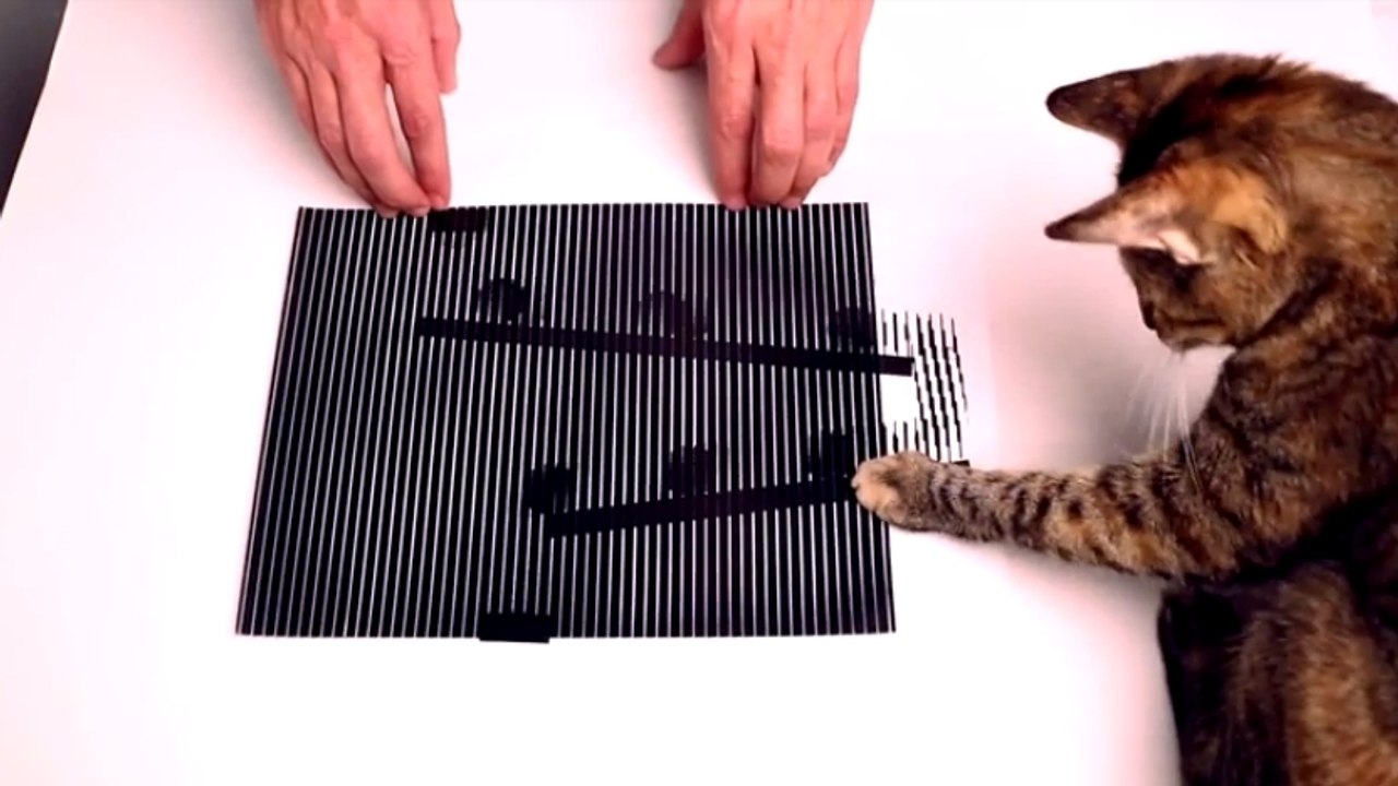 D'incroyables illusions d’optique qui trompent aussi bien l'homme que le chat