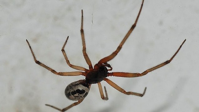 Araignée : une invasion de fausses veuves noires inquiète le Royaume-Uni