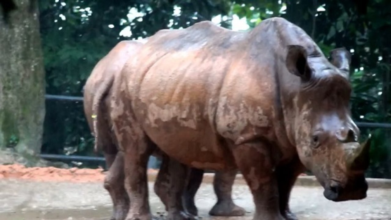 Un refuge en Indonésie pour sauver les derniers rhinocéros de Java