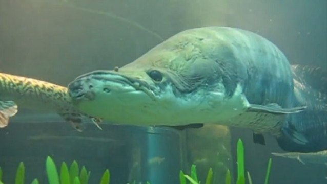 L'Arapaima, un poisson d’Amazonie équipé d'une armure contre les piranhas
