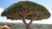Socotra, le 'monde perdu' aux plantes vieilles de 20 millions d'années