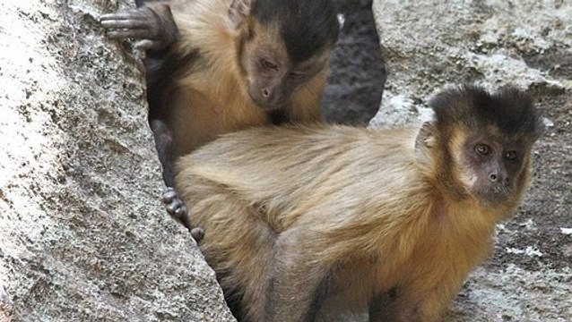 Pour séduire leurs partenaires, les femelles capucins les bombardent de pierres