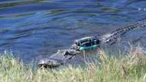 Un impressionnant alligator en pleine chasse filmé par une caméra embarquée