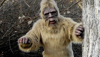 Yéti : et si l'abominable homme des neiges était un ours hybride ?