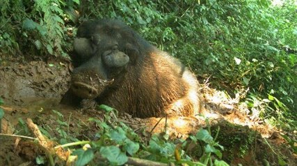 Un spécimen rare de cochon sauvage géant capturé par des pièges photographiques