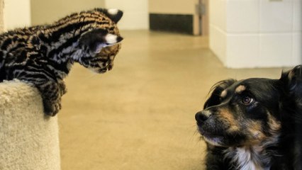 Un petit ocelot se lie d’amitié avec un chien dans un zoo américain