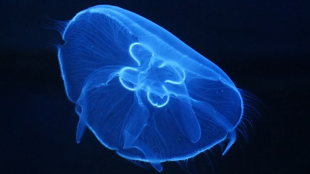 Des plongeurs dévoilent le monde merveilleux de la fluorescence sous-marine