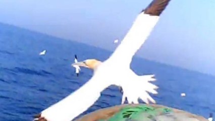 Le monde vu à travers les yeux de Fous de Bassan équipés de caméras