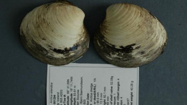 Ming, l'animal le plus vieux au monde, était encore plus âgé qu'estimé