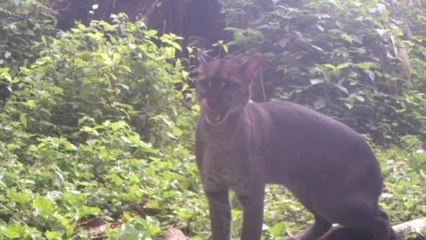 De rares images d'un chat doré d'Afrique capturées grâce à... du parfum pour homme