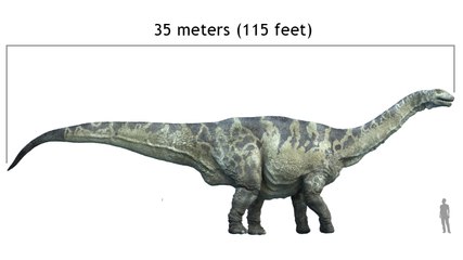 Comment l'Argentinosaurus, l'un des plus grands dinosaures connus, se déplaçait-il ?