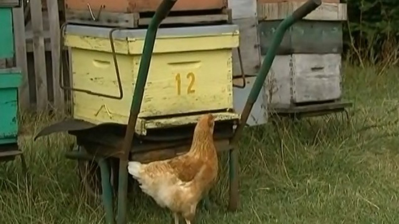 Les poules, une arme efficace pour lutter contre le frelon asiatique