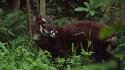 Une antilope menacée d'extinction observée pour la première fois depuis 15 ans