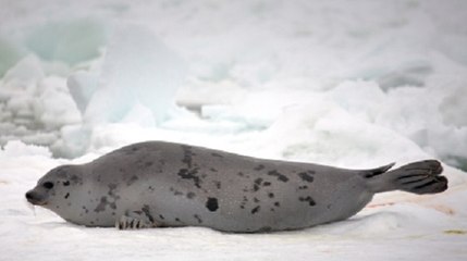 Chasse au phoque : l'interdiction européenne approuvée malgré la contestation du Canada