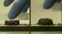 L'incroyable technique des fourmis de feu pour survivre aux inondations