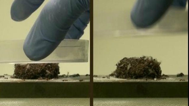 L'incroyable technique des fourmis de feu pour survivre aux inondations