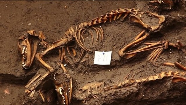 Un exceptionnel cimetière de chiens aztèques découvert à Mexico