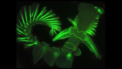 Un étonnant ver marin fluorescent sous le microscope des chercheurs