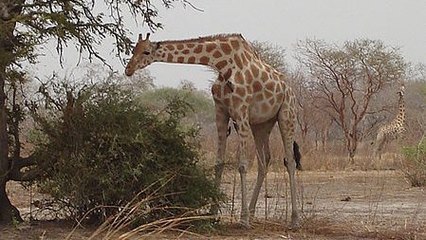 Comment la girafe fait-elle pour tenir sur ses fines pattes ?