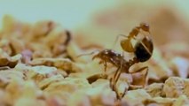 Pour combattre, ces fourmis utilisent un étonnant arsenal chimique