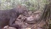 Une espèce de chien sauvage extrêmement rare filmée en Amazonie