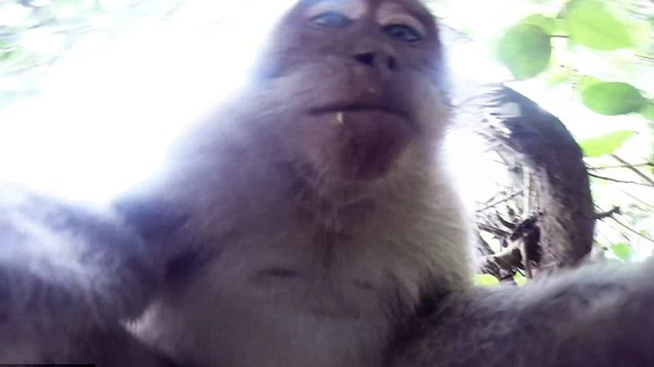 Un singe vole une caméra à un touriste pour se filmer